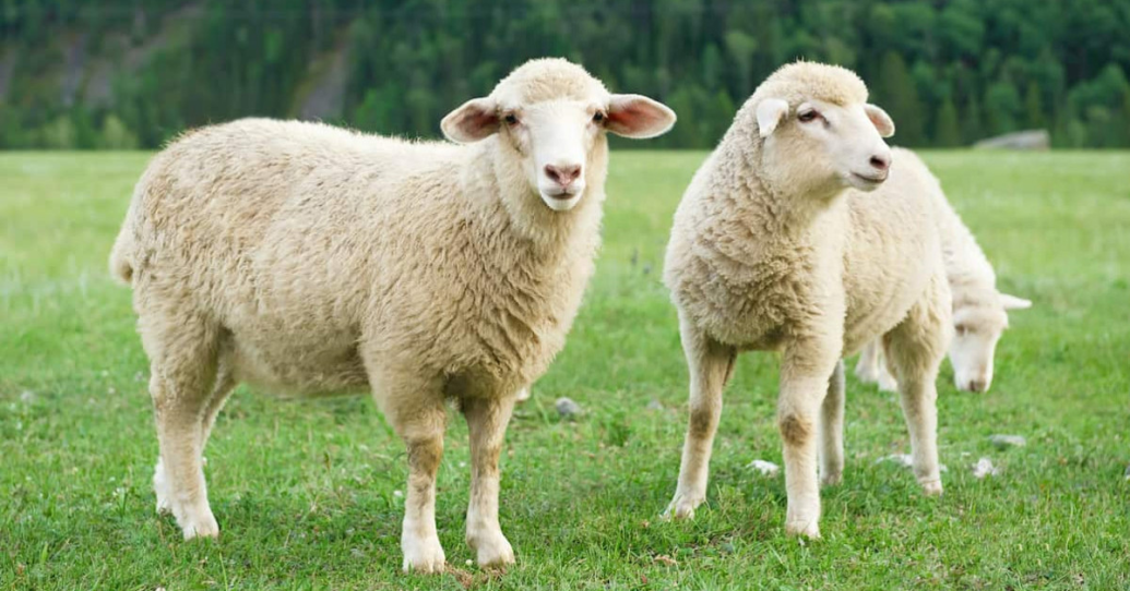7 KORISNIH SAVJETA ZA ČIŠĆENJE VUNENE TKANINE